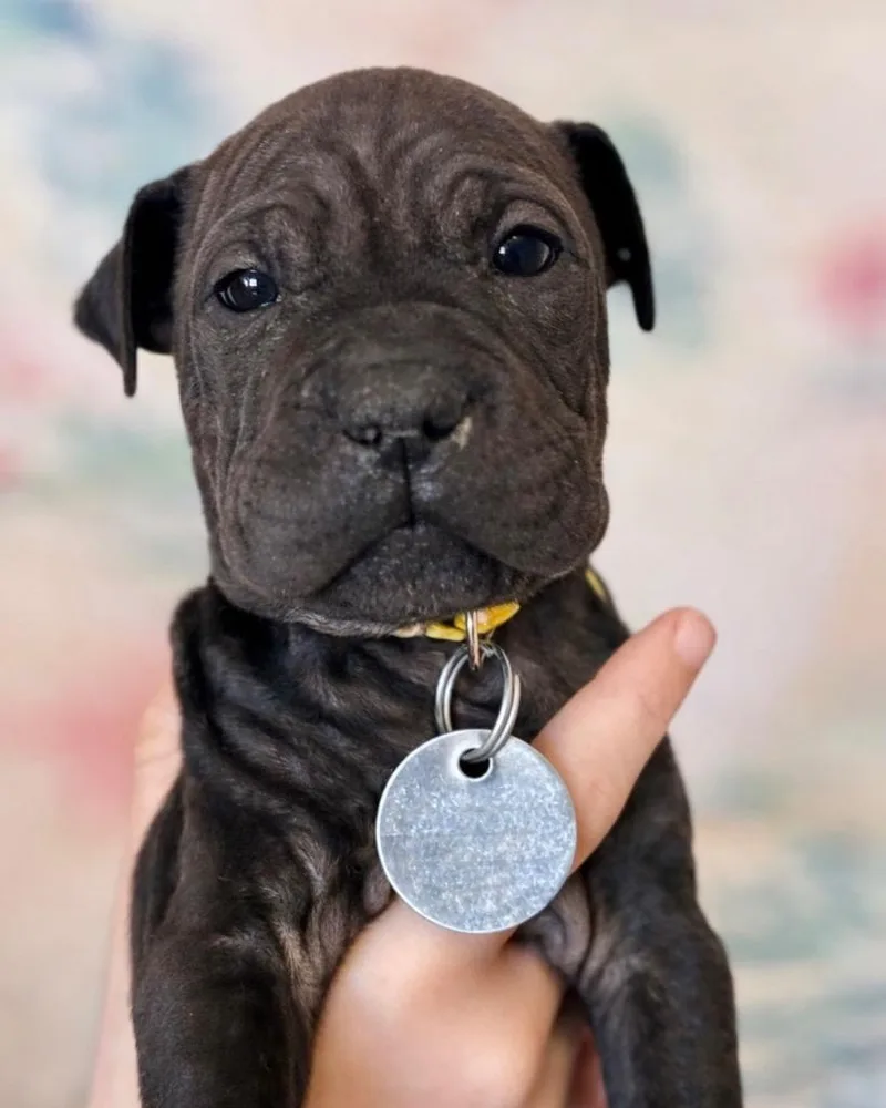 Chocolate Cheesecake thumbnail 2