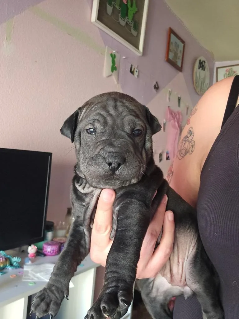 Chocolate Cheesecake thumbnail 3