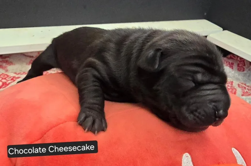 Chocolate Cheesecake thumbnail 4