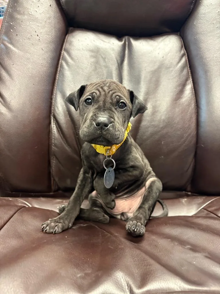 Chocolate Cheesecake thumbnail 5