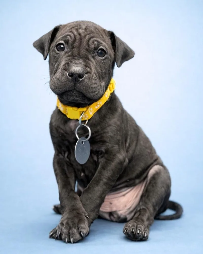 Chocolate Cheesecake thumbnail 6