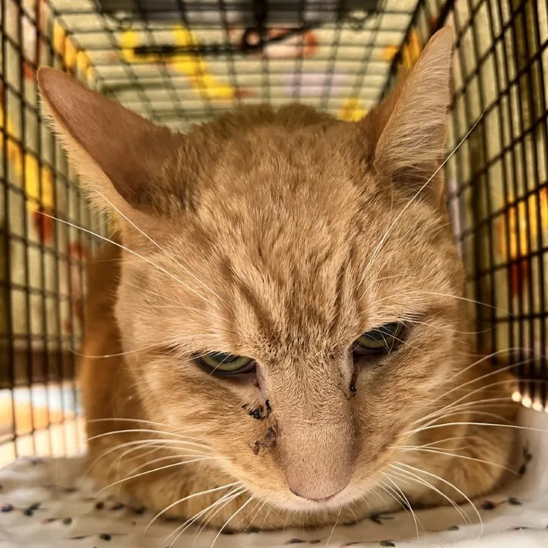 An adult medium-sized male Orange / Red Domestic Short Hair cat named Cutie for adoption in Las Cruces, NM