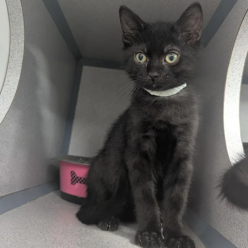 A baby small-sized male Domestic Short Hair cat named Cherry Jerry for adoption in Evansville, IN