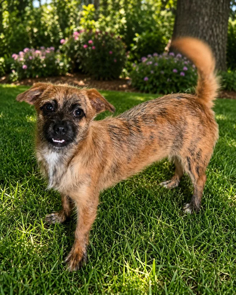 A baby small-sized female Brindle Shih Tzu dog named Layla for adoption in Edinburg, TX