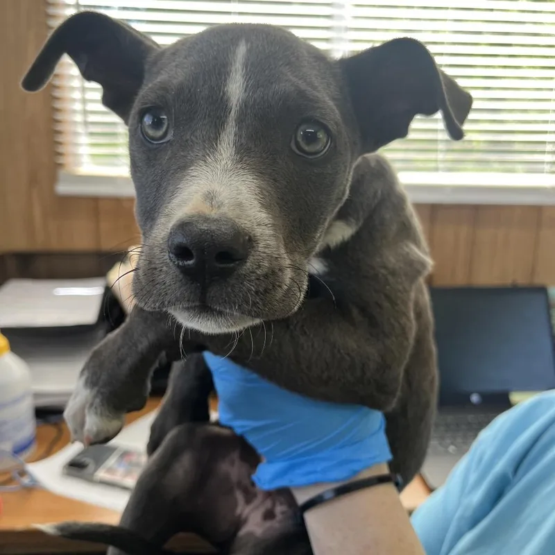 A baby small-sized female Gray / Blue / Silver Mixed Breed dog named Tamara for adoption in Columbiana, AL