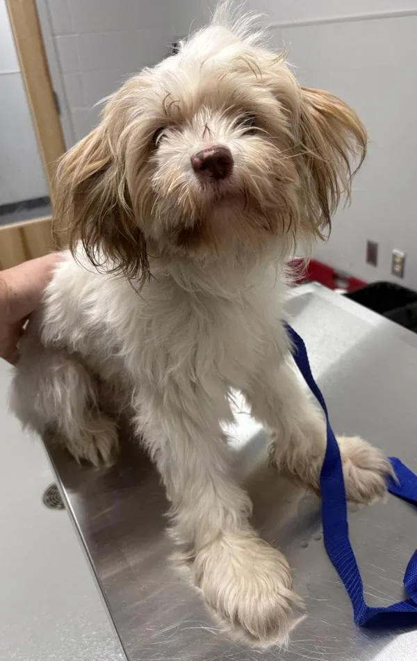 An adult small-sized male Lhasa Apso dog named Pen Caramel for adoption in Lawrenceville, GA