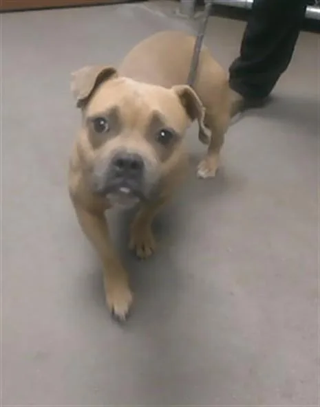 An adult large-sized female American Bulldog dog named Roxy for adoption in Phoenix, AZ