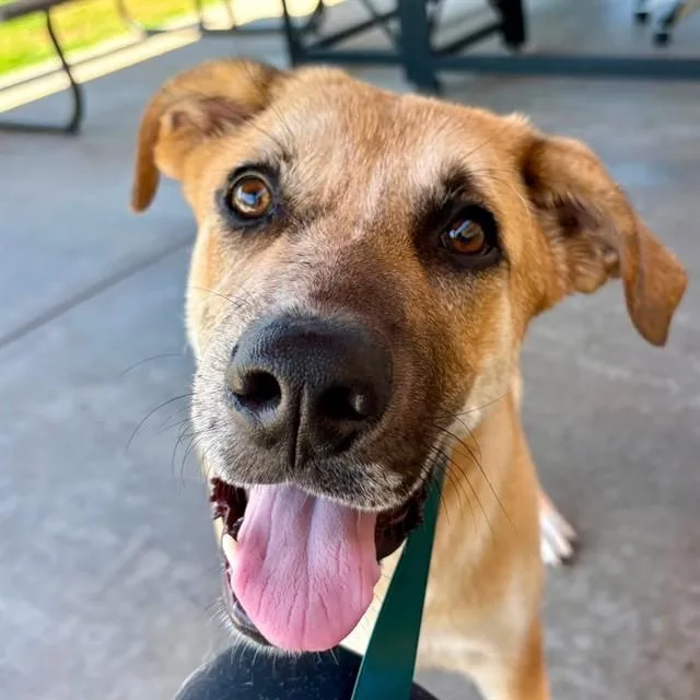 A young large-sized female Labrador Retriever dog named A for adoption in Camarillo, CA