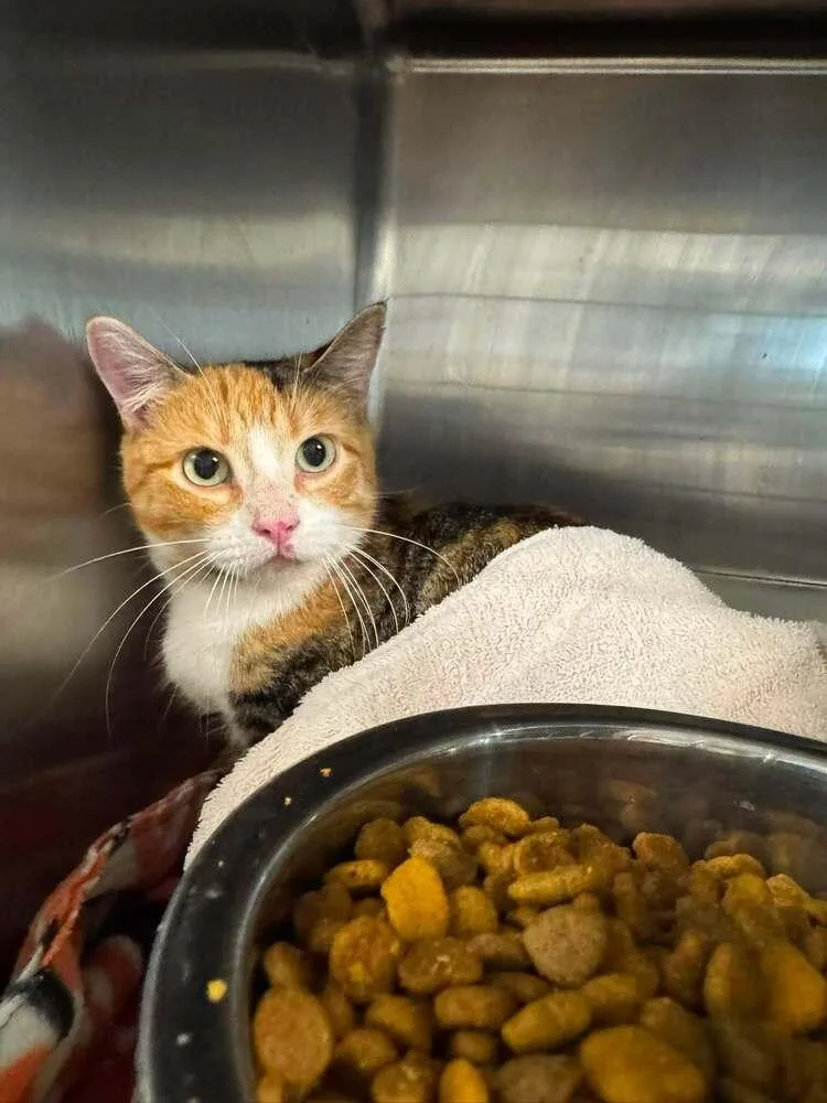 An adult medium-sized female Orange & White Domestic Short Hair cat named Millie for adoption in Lansing, MI