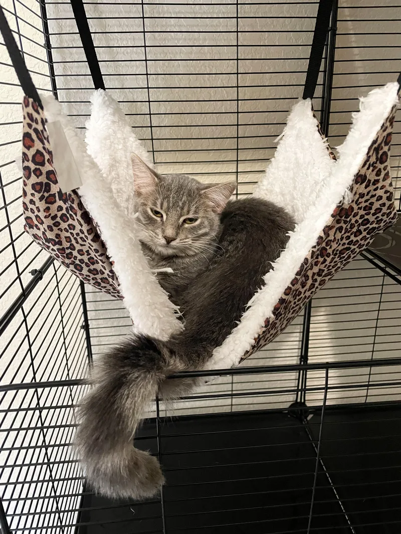 A young medium-sized female Domestic Short Hair cat named Lily for adoption in Norfolk, VA
