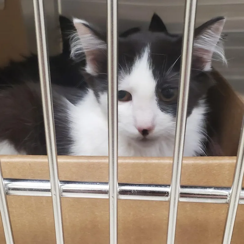A baby small-sized female Black Domestic Short Hair cat named Doubloon for adoption in Novelty, OH