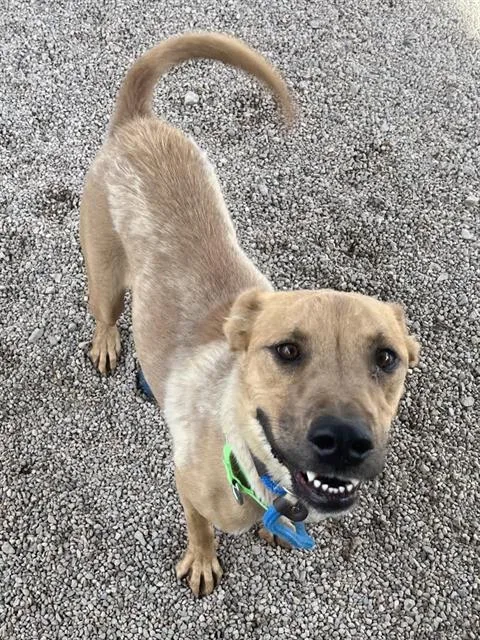 An adult medium-sized male German Shepherd Dog dog named Brutus for adoption in Tucson, AZ