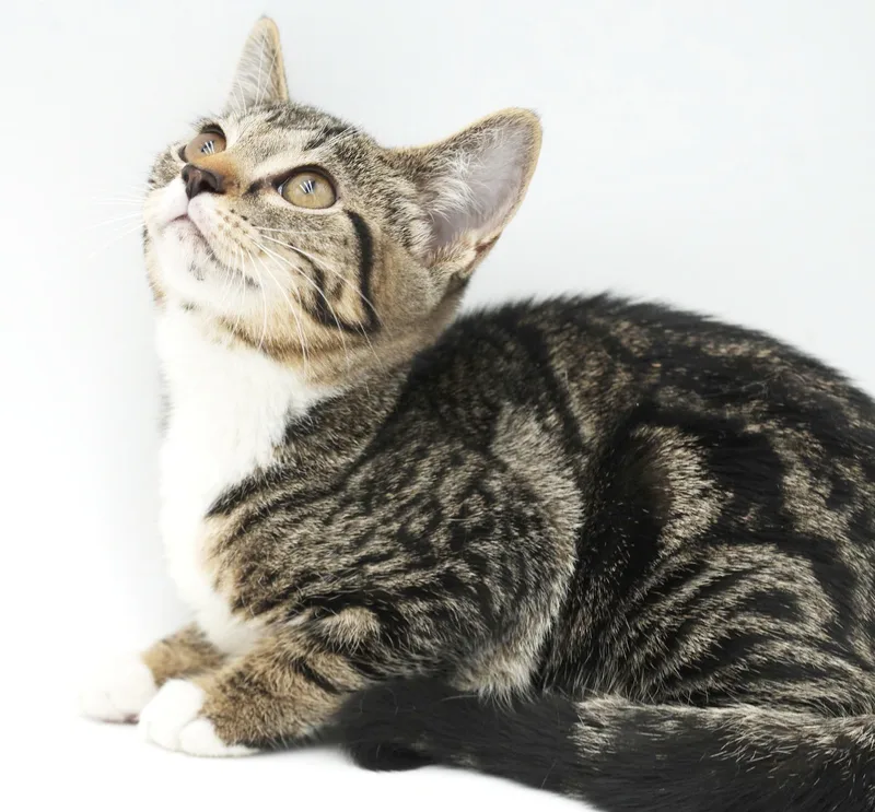 A baby small-sized female Bengal cat named Silver Queen is surely for adoption in Bedford Hills, NY