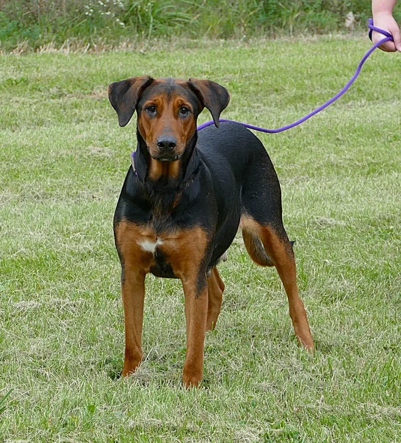 An adult medium-sized female Black and Tan Coonhound dog named Lainey for adoption in Beechbottom, WV