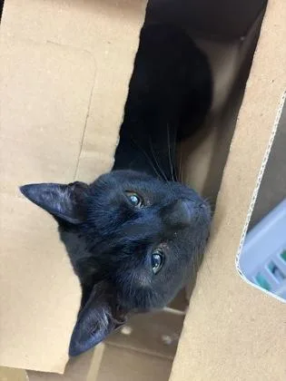 Kiko