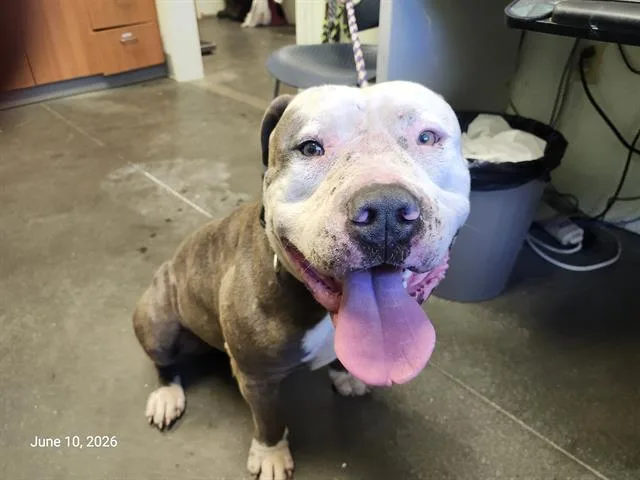 An adult large-sized male American Bulldog dog named Apollo Gordo for adoption in Santa Cruz, CA