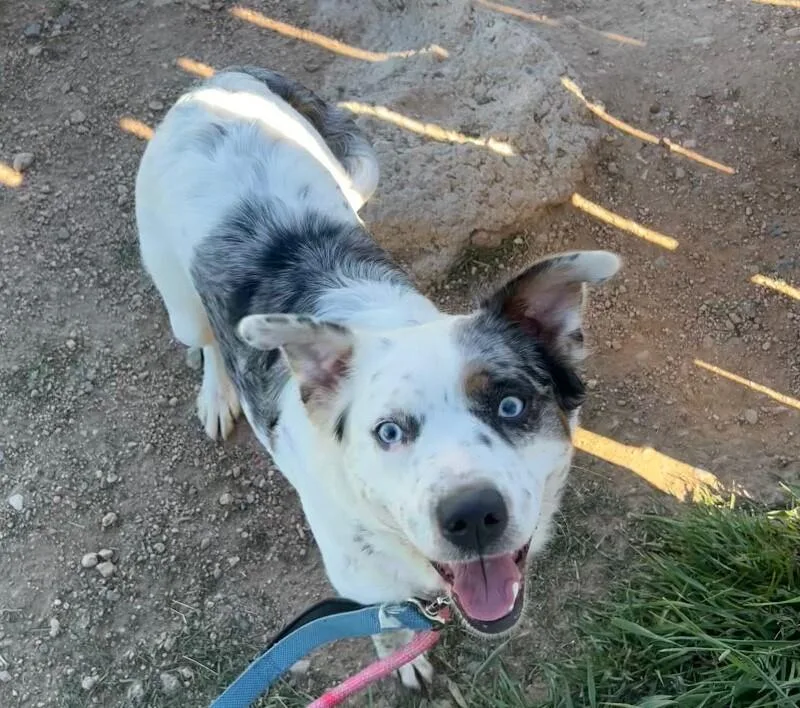 An adult medium-sized female Tricolor (Brown, Black, & White) Australian Shepherd dog named Infinite Aura for adoption in Fort Collins, CO