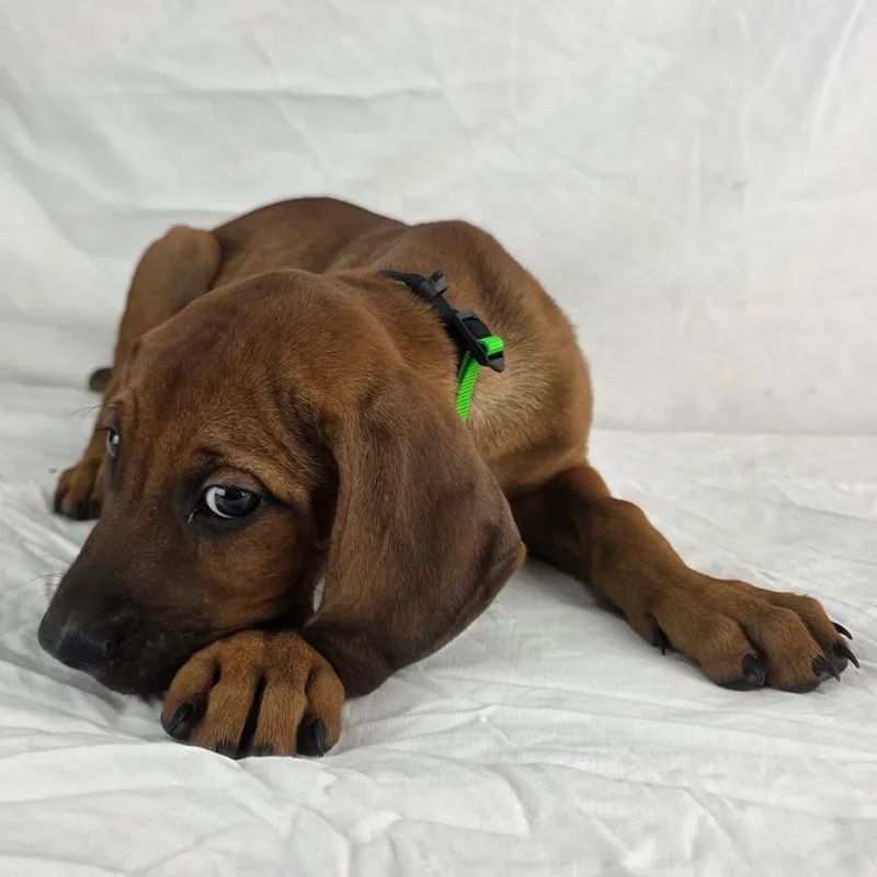 A baby medium-sized male Black Mouth Cur dog named Elvis Local November for adoption in Brookshire, TX