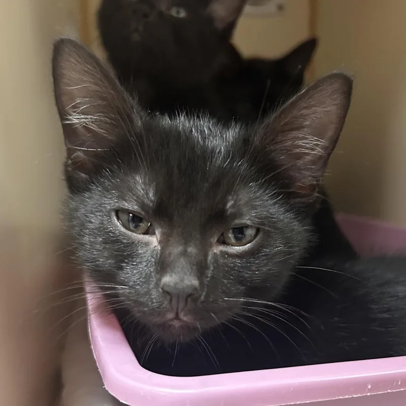 A baby small-sized female Black Domestic Short Hair cat named Betty Joe for adoption in South Elgin, IL