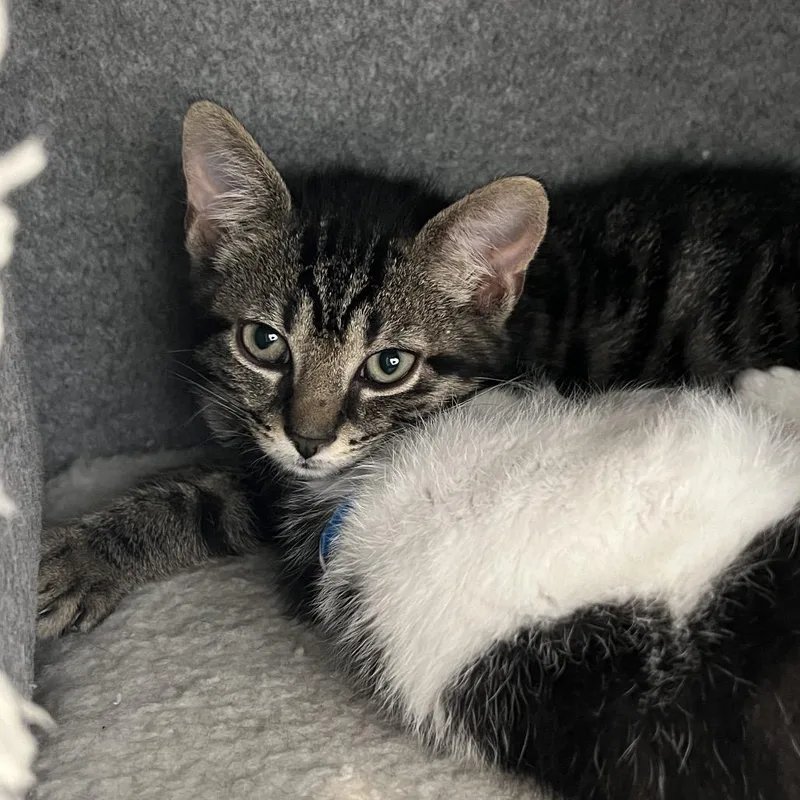 A baby small-sized male Brown / Chocolate Domestic Short Hair cat named Pele for adoption in Delaware, OH