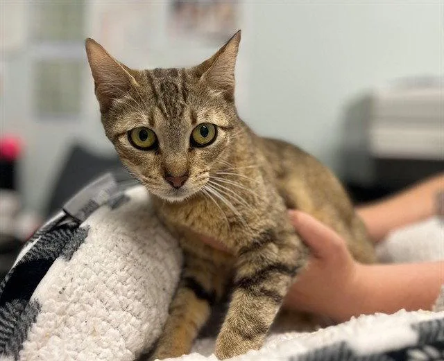 An adult medium-sized female Brown / Chocolate Domestic Short Hair cat named Misstery Machine for adoption in Tavares, FL
