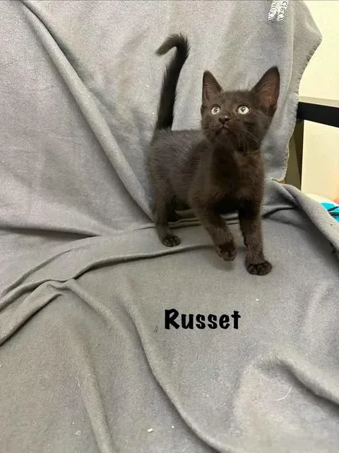 A baby medium-sized male Black Domestic Short Hair cat named Russet for adoption in Port Lavaca, TX