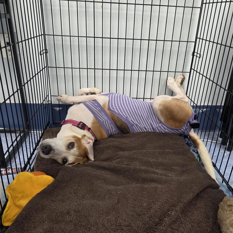 An adult medium-sized female White / Cream Coonhound dog named Elvira for adoption in Charleston, SC
