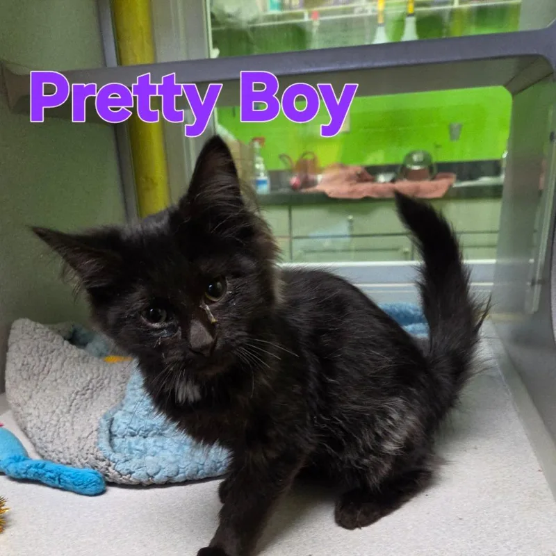 A baby small-sized male Black Domestic Medium Hair cat named Pretty boy for adoption in Parkersburg, WV