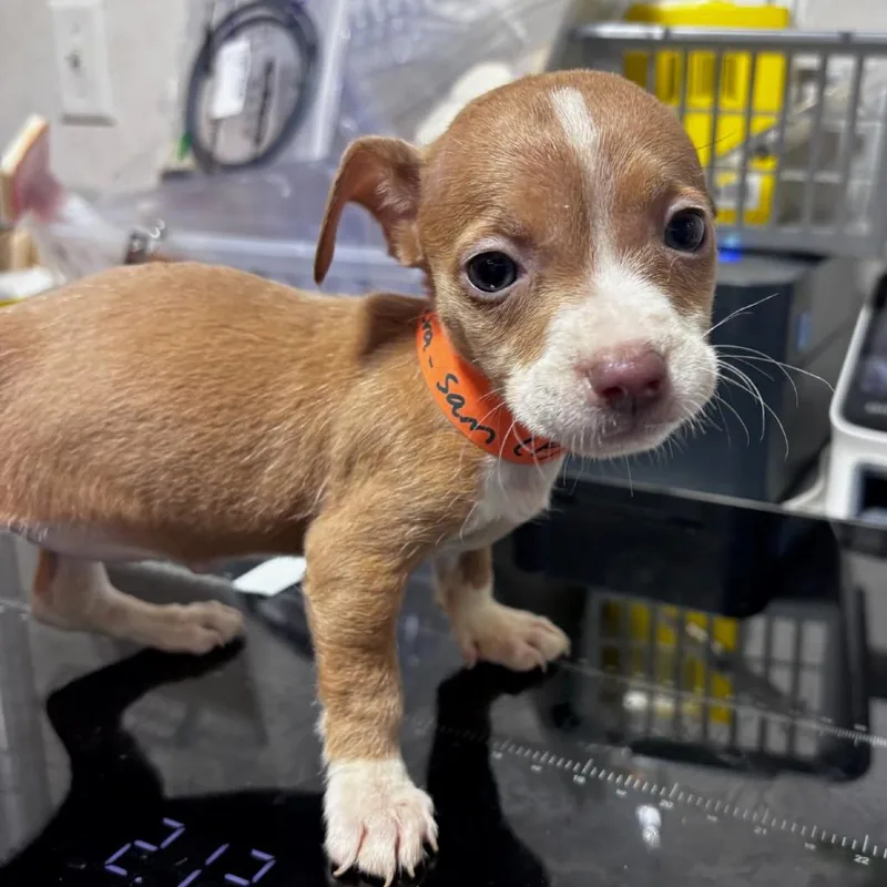A baby small-sized female Brown / Chocolate Chihuahua dog named Cava for adoption in Belleville, IL