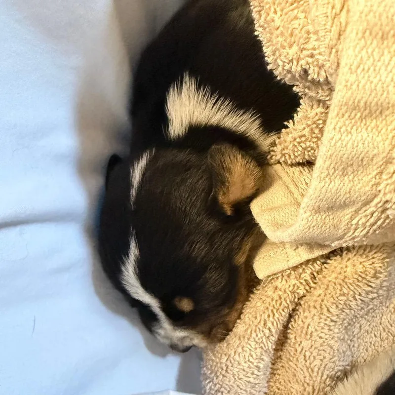 A baby medium-sized male Black Mixed Breed dog named Algeria for adoption in Moab, UT