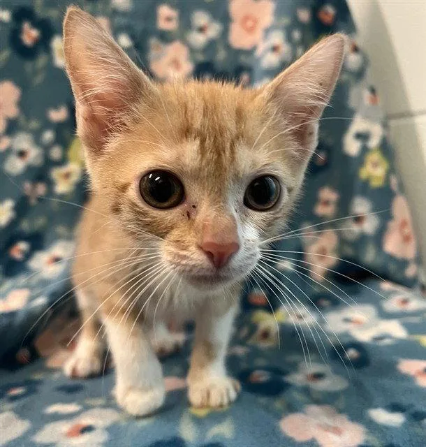 A baby small-sized female Orange / Red Domestic Short Hair cat named Penny for adoption in Tavares, FL