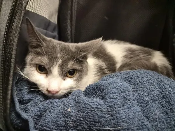 An adult medium-sized female Domestic Short Hair cat named Mae for adoption in New York, NY