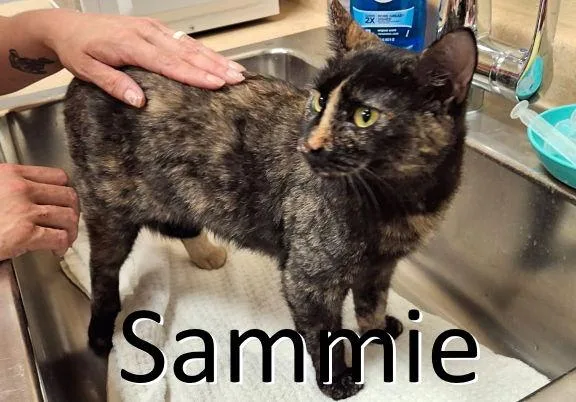 Sammie