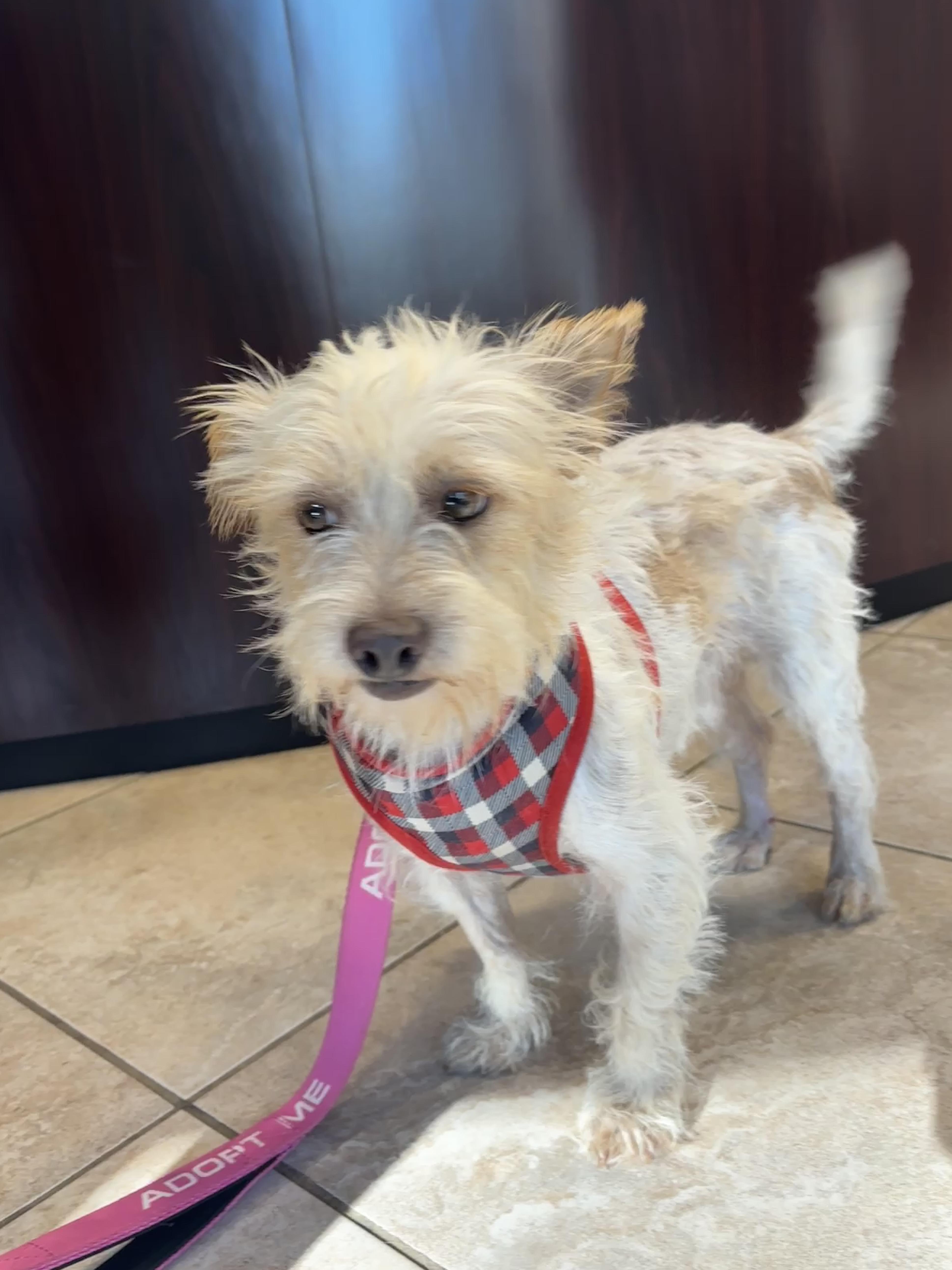 An adult small-sized male Terrier dog named Milton for adoption in Spring, TX