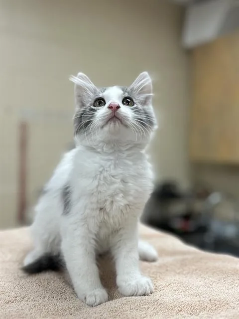 A baby small-sized male Domestic Medium Hair cat named Frankie Iero for adoption in Aliquippa, PA