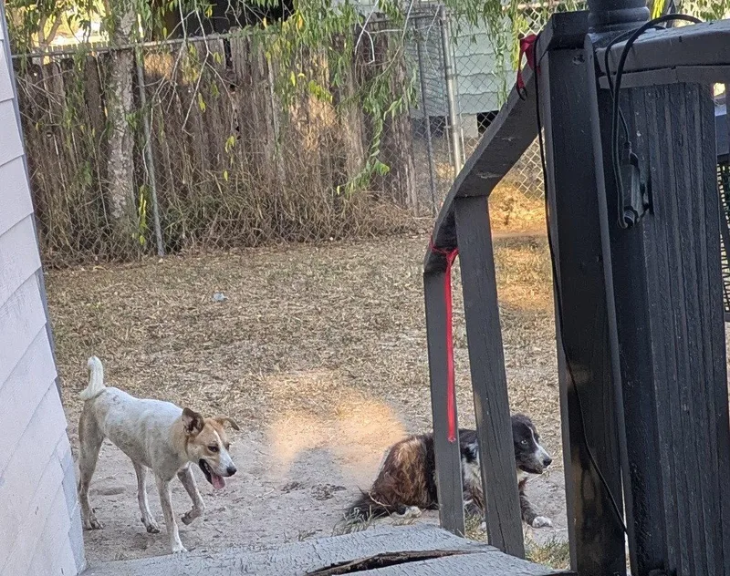 A young medium-sized female Anatolian Shepherd dog named Casey for adoption in Falfurrias, TX