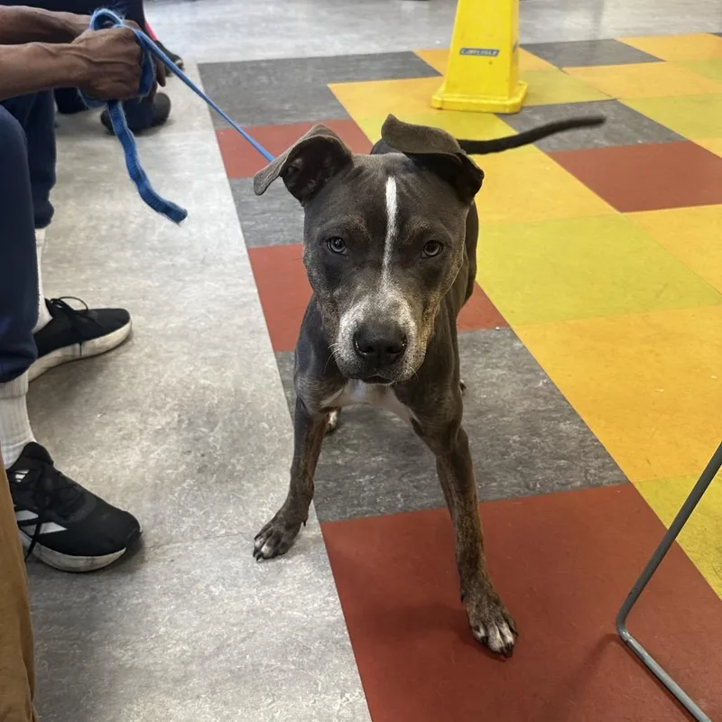 An adult medium-sized female Gray / Blue / Silver Mixed Breed dog named Freckles for adoption in Philadelphia, PA