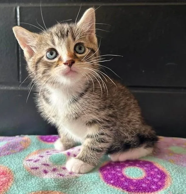 A baby large-sized female Domestic Short Hair cat named Sapphire for adoption in Effingham, IL