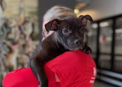 A baby medium-sized female Mixed Breed dog named Noodle for adoption in West Chester, PA