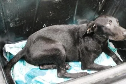 A young medium-sized male Labrador Retriever dog named Pennywise for adoption in Picayune, MS