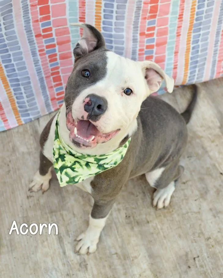A young medium-sized male Pit Bull Terrier dog named Acorn for adoption in Gautier, MS