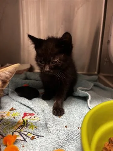 A baby small-sized male Domestic Short Hair cat named Tango for adoption in San Martin, CA