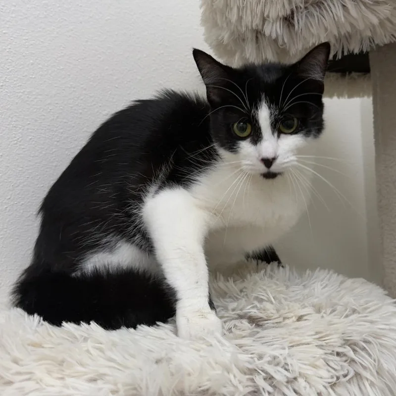 A young medium-sized female Black Domestic Short Hair cat named Amy for adoption in Newberg, OR