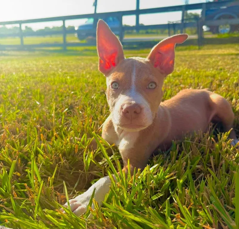A baby medium-sized female Red / Chestnut / Orange Pit Bull Terrier dog named Aelin for adoption in Bryan, TX