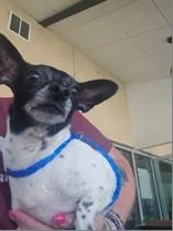 An adult small-sized female Chihuahua dog named Dakota Lynn for adoption in Portland, ME
