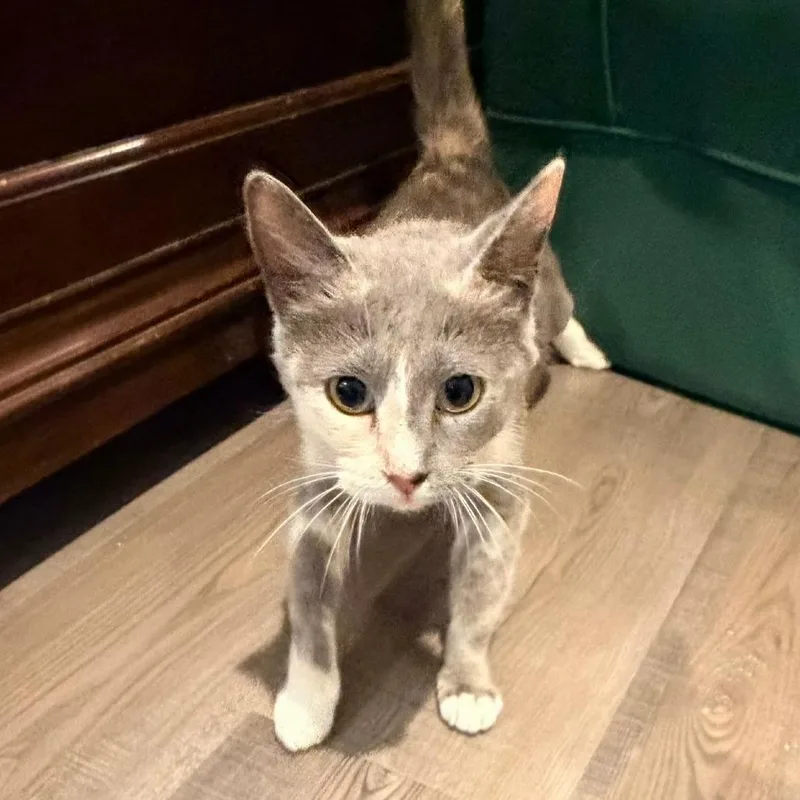 An adult medium-sized female Calico Domestic Short Hair cat named Gemma Stone for adoption in Houston, TX