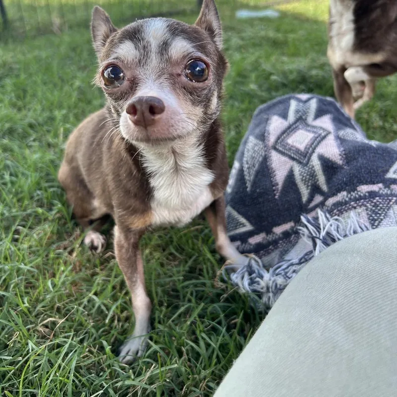 A senior small-sized female Brown / Chocolate Chihuahua dog named Chloe for adoption in Newport, NC