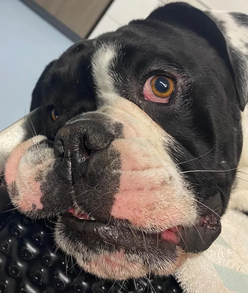 A young large-sized male English Bulldog dog named Groopert for adoption in Cartersville , GA