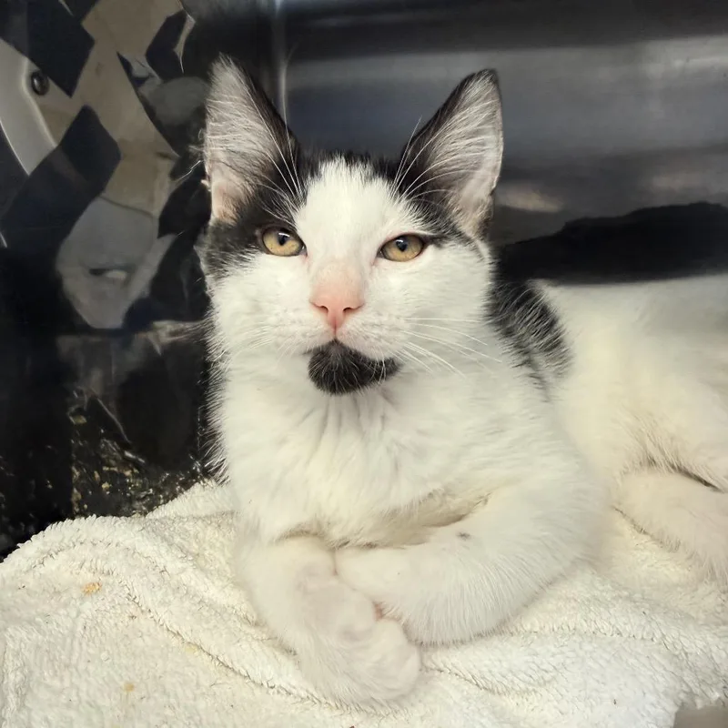 A baby small-sized male White Domestic Short Hair cat named Wilykit for adoption in Palm Springs, CA