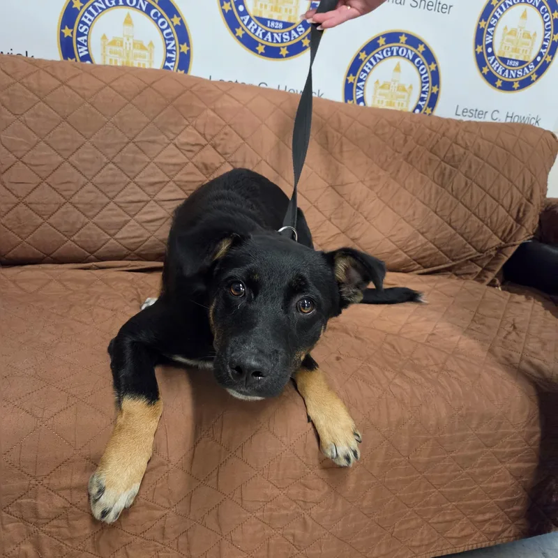 A young medium-sized male Tricolor (Brown, Black, & White) Shepherd dog named Max for adoption in Fayetteville, AR